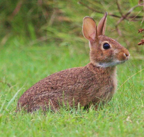 Rabbit in the Wild