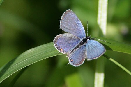 Little Blue Butterfly