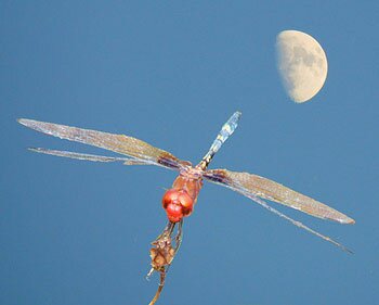 Dragonfly Under the Moon