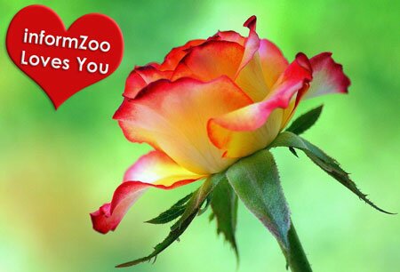 informZoo Loves You - Happy Valentine's Day!