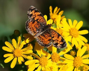 Warm Colors Butterfly