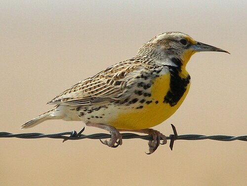 Yellow Elusive Bird